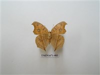 藏品(眼蛺蝶)的圖片